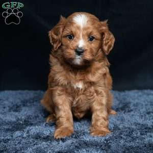 Kassidy, Cavapoo Puppy
